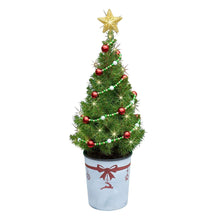 22" Live North Star Small Table Top Tree