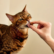 Zesty Paws Calming Bites for Cats, for Calmness, Composure & Relaxation, Bacon 30 ct