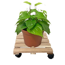 Style Selections 12-in L x 12-in D x 3.2-in H Brown Plant Caddy
