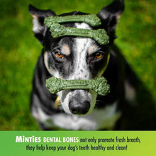 Minties Dental Dog Treats (40 Ct.)