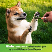 Minties Dental Dog Treats (40 Ct.)