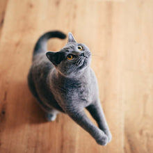 Friskies Lil Soups Adult Cat Food Complement 3 Flavor (2) Each: Sockeye Salmon, Shrimp, Tuna (1.2 Ounces) + MerlinsMart Zine + Catnip Toy