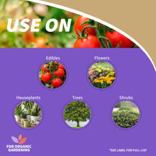 Bonide Captain Jack's 16 oz Neem Oil Ready-to-Use Spray for Insect, Fungus and Mite Control - Brands For Less USA