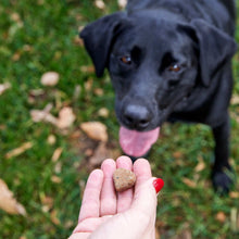 Zesty Paws Turmeric Curcumin Bites for Dogs, to Support Liver Function, Bacon, 90ct