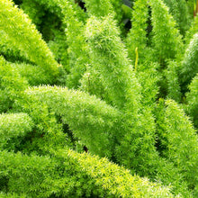 Alder & Oak Patio Ready Foxtail Fern