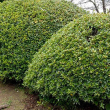 Alder_OakAzaleaShrub2 - Brands For Less USA