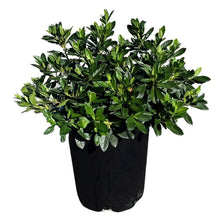 Alder_OakAzaleaShrub - Brands For Less USA