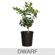 Alder_OakBearssLimeTree1 - Brands For Less USA