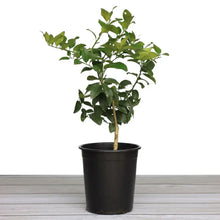 Alder_OakBearssLimeTree - Brands For Less USA