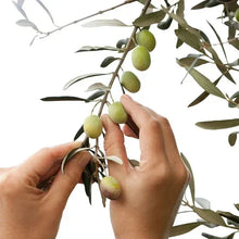 Alder_OakFruitingOliveTree1 - Brands For Less USA