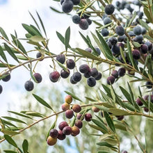 Alder_OakFruitingOliveTree2 - Brands For Less USA