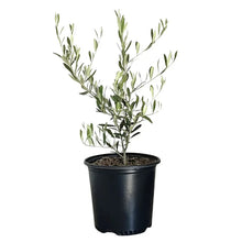 Alder_OakFruitingOliveTree - Brands For Less USA