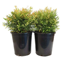 Alder_OakNandinaGulfstream_2-pack - Brands For Less USA
