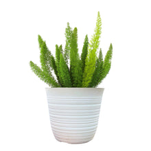 Alder & Oak Patio Ready Foxtail Fern