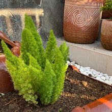 Alder & Oak Patio Ready Foxtail Fern