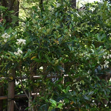 Alder & Oak Wax-Leaf Privet, 2-pack - Brands For Less USA