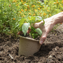 Back-to-the-Roots-4-25-x-3-35-Ci2 - Brands For Less USA