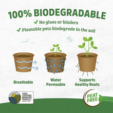 Back-to-the-Roots-4-25-x-3-35-Ci6 - Brands For Less USA