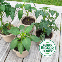 Back-to-the-Roots-Natural-and-Or5 - Brands For Less USA