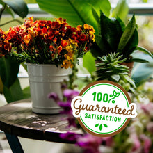 Back-to-the-Roots-Organic-Perlit8 - Brands For Less USA