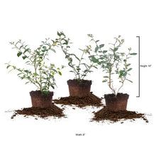 BerryBushCollection_3-pack6 - Brands For Less USA