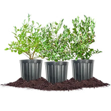 BerryBushCollection_3-pack - Brands For Less USA