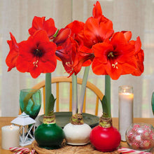Bloomaker Holiday Trio Waxed Amaryllis, No Water Needed
