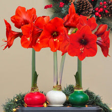 Bloomaker Holiday Trio Waxed Amaryllis, No Water Needed