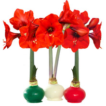 Bloomaker Holiday Trio Waxed Amaryllis, No Water Needed
