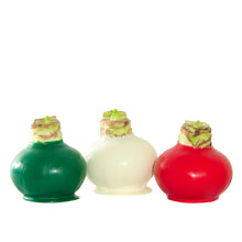 Bloomaker Holiday Trio Waxed Amaryllis, No Water Needed