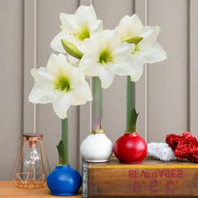 BloomakerPatrioticWaxedAmaryllisTrio_NoWaterNeeded3 - Brands For Less USA