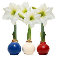BloomakerPatrioticWaxedAmaryllisTrio_NoWaterNeeded - Brands For Less USA