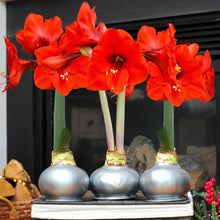 Bloomaker Silver Waxed Amaryllis Trio, No Water Needed