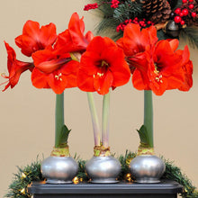 Bloomaker Silver Waxed Amaryllis Trio, No Water Needed
