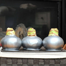 Bloomaker Silver Waxed Amaryllis Trio, No Water Needed