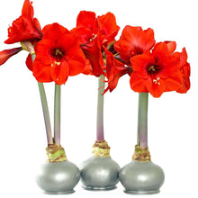 Bloomaker Silver Waxed Amaryllis Trio, No Water Needed