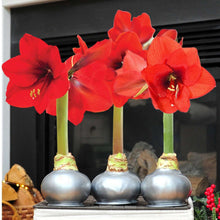 Bloomaker Silver Waxed Amaryllis Trio, No Water Needed