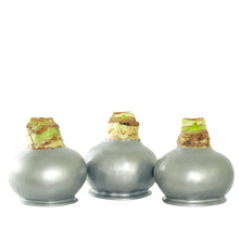 Bloomaker Silver Waxed Amaryllis Trio, No Water Needed