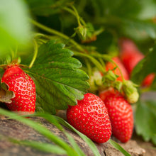 Bonnie-Plants-Strawberry-Live-Pl1 - Brands For Less USA