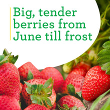 Bonnie-Plants-Strawberry-Live-Pl3 - Brands For Less USA