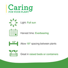 Bonnie-Plants-Strawberry-Live-Pl4 - Brands For Less USA