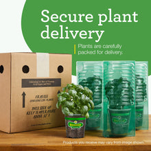 Bonnie-Plants-Strawberry-Live-Pl7 - Brands For Less USA