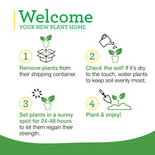 Bonnie-Plants-Strawberry-Live-Pl8 - Brands For Less USA