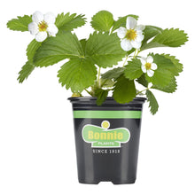 Bonnie-Plants-Strawberry-Live-Pl - Brands For Less USA