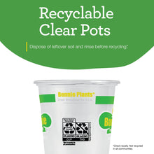 Bonnie Plants Sweet Basil 19.3 oz. 2-Pack