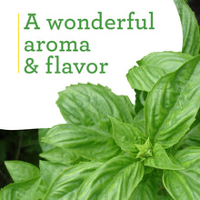 Bonnie Plants Sweet Basil 19.3 oz. 2-Pack