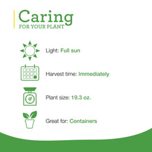 Bonnie Plants Sweet Basil 19.3 oz. 2-Pack