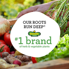 Bonnie Plants Sweet Basil 19.3 oz. 2-Pack