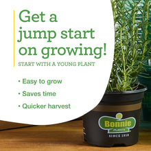 Bonnie Plants Sweet Basil 19.3 oz. 2-Pack