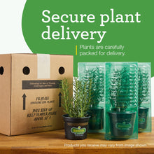 Bonnie Plants Sweet Basil 19.3 oz. 2-Pack